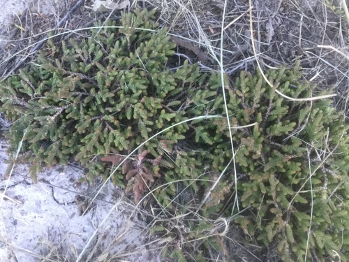 Image of Sedum moranense by (c) Erick Vélez Sánchez, some rights reserved (CC BY)
