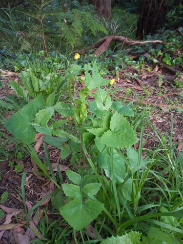Serralha