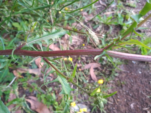Foto de Margarida