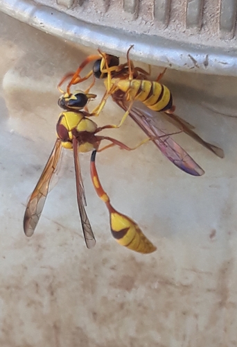 Ischnogasteroides flavus photographed in Mali