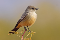 Say's Phoebe photo 2