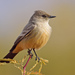 Say's Phoebe