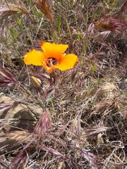 Calochortus kennedyi kennedyi