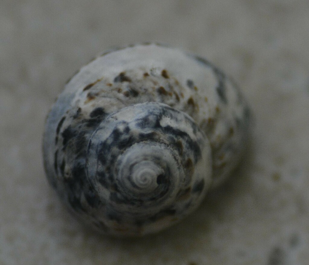 Button Snail from Captiva, FL 33924, USA on December 31, 2023 by ...