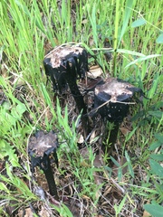 Coprinus calyptratus