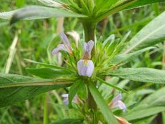 Hygrophila auriculata