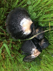 Coprinus calyptratus