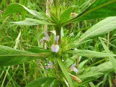 Hygrophila auriculata