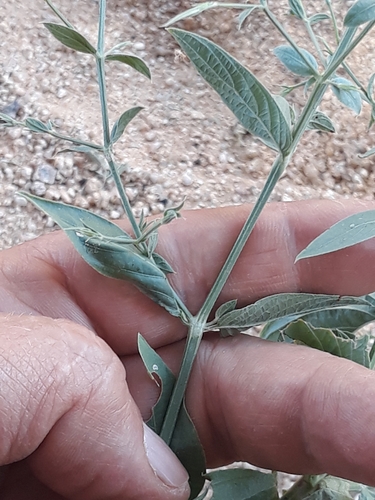 Image of Dicliptera paniculata by (c) Karim Haddad, some rights reserved (CC BY)