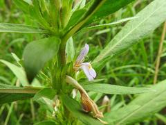 Hygrophila auriculata