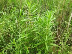 Hygrophila auriculata