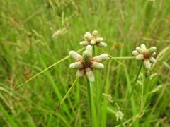 Cyperus albescens