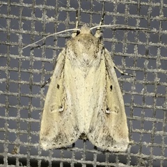 Franclemontia interrogans