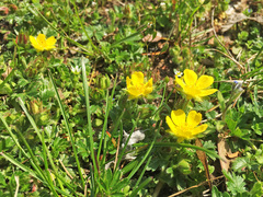 Potentilla verna