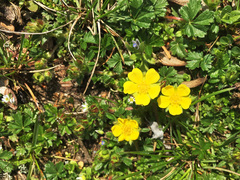 Potentilla verna