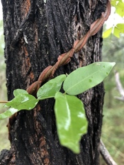 Secamone parvifolia