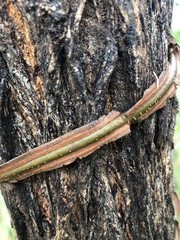 Secamone parvifolia