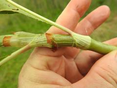 Persicaria senegalensis