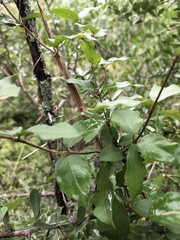 Secamone parvifolia