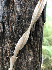 Secamone parvifolia