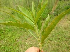 Persicaria senegalensis