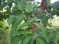 Vangueria madagascariensis