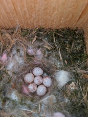 Poecile carolinensis