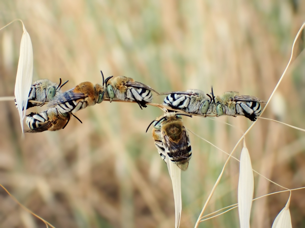 Blue-banded and Allied Digger Bees in January 2024 by cinclosoma ...