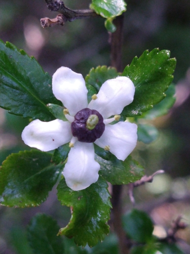 Escallonia serrata (Escallonia serrata)