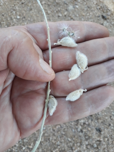 Saharan Rattlepod (Crotalaria saharae)