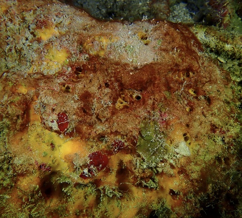 Convoluted Orange Sponge