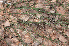 Equisetum × moorei