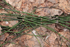 Equisetum × moorei