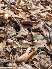 Erythronium americanum