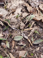 Erythronium americanum