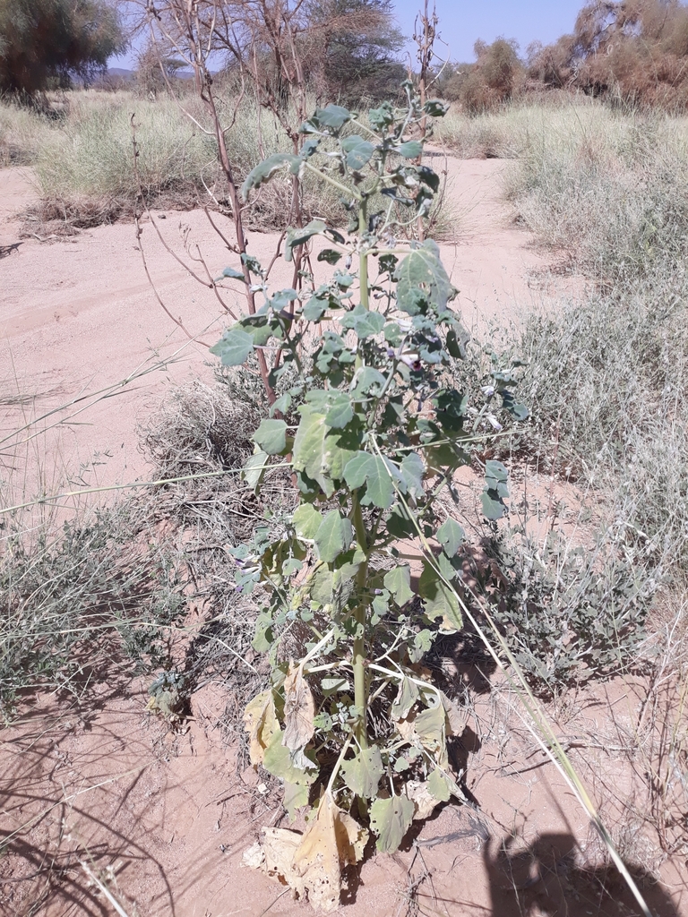 Rogeria adenophylla (Rogeria adenophylla)