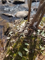 Erythronium americanum