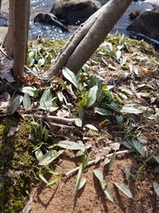 Erythronium americanum