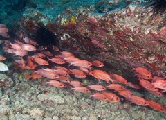 Sargocentron xantherythrum