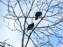 Hypopyrrhus pyrohypogaster