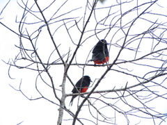 Hypopyrrhus pyrohypogaster