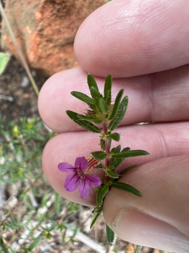Cuphea disperma