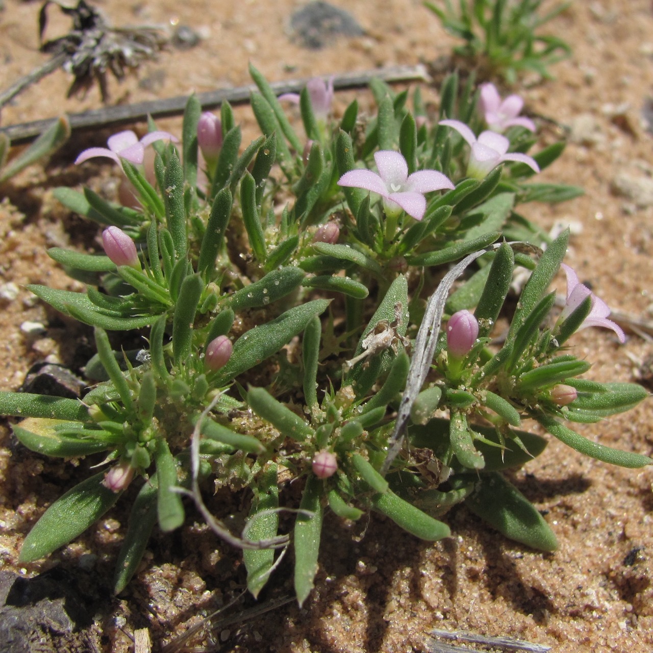 Houstonia humifusa