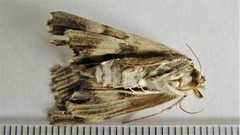 Catocala praeclara