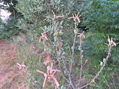 Aloe transvaalensis