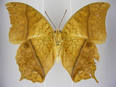 Charaxes varanes vologeses