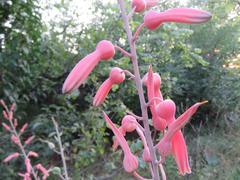 Aloe transvaalensis