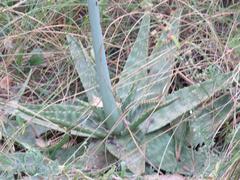Aloe transvaalensis
