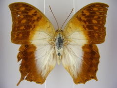 Charaxes varanes vologeses