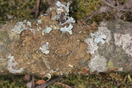 Abraded Camouflage Lichen